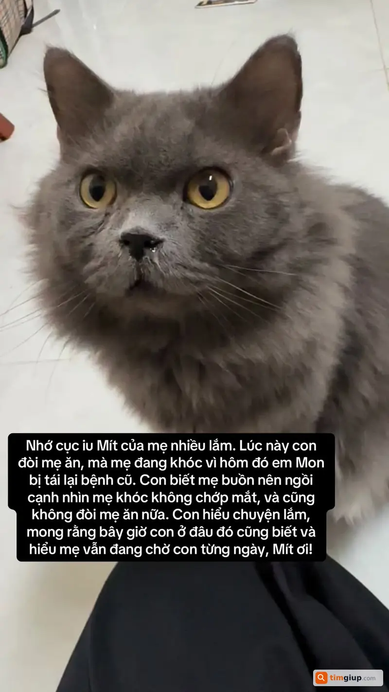Tìm mèo Anh lông dài màu xám tên Mít lạc tại Long Thành