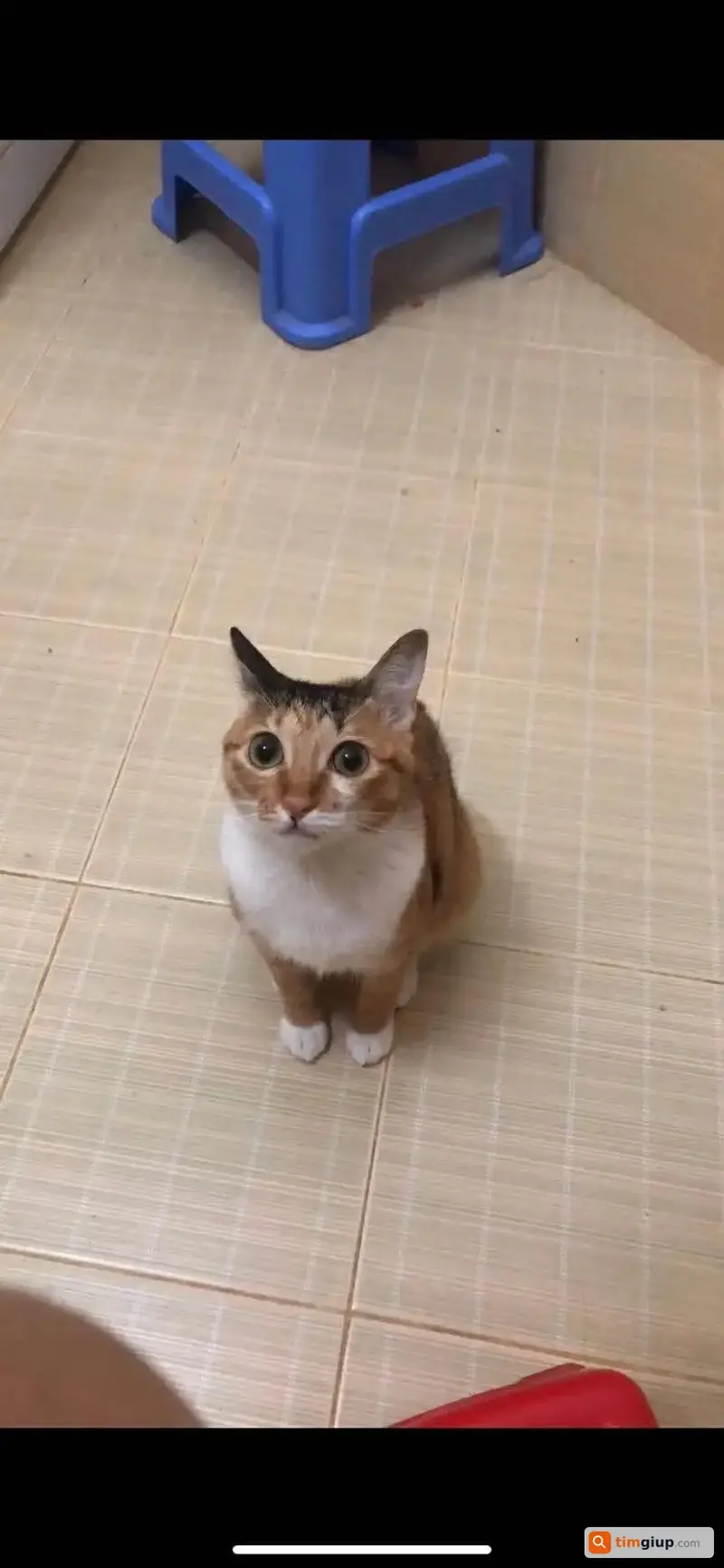 Tìm bé mèo tam thể tên Lé thất lạc tại TP. Vũng Tàu