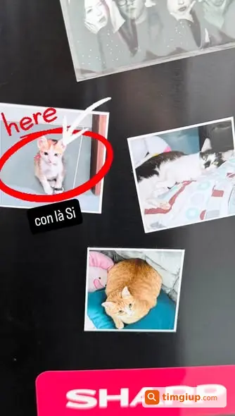 Ảnh 4