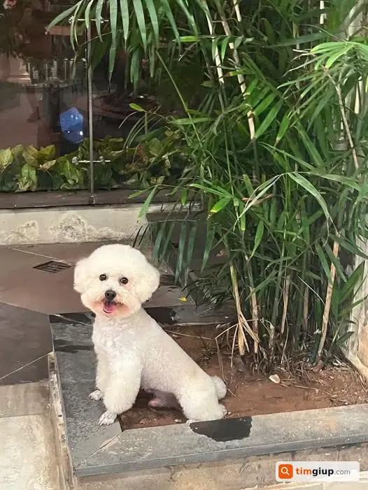 Tìm Chó Poodle Trắng Tên Mỡ Thất Lạc Tại Lạc Trung, Hà Nội