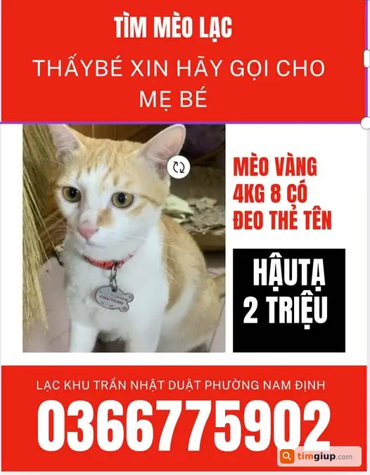 Tìm mèo vàng tên Bão lạc tại đường Trần Nhật Duật Nam Định