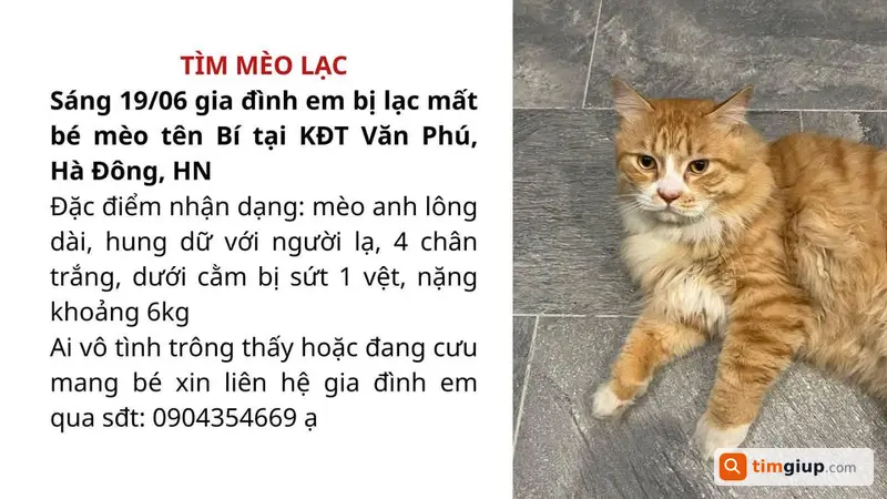Tìm mèo thất lạc tên Bí tại KĐT Văn Phú, Hà Đông