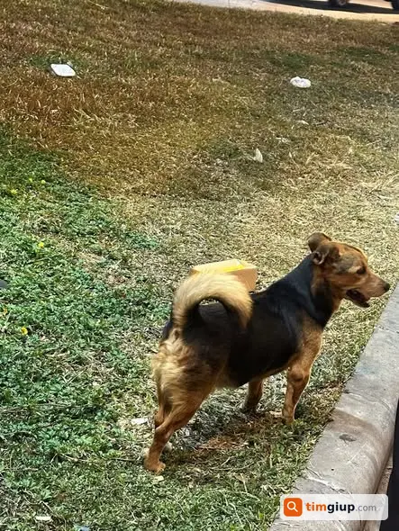 Tìm chó lạc khu đường Nguyễn Văn Linh, Quận 7, TP.HCM