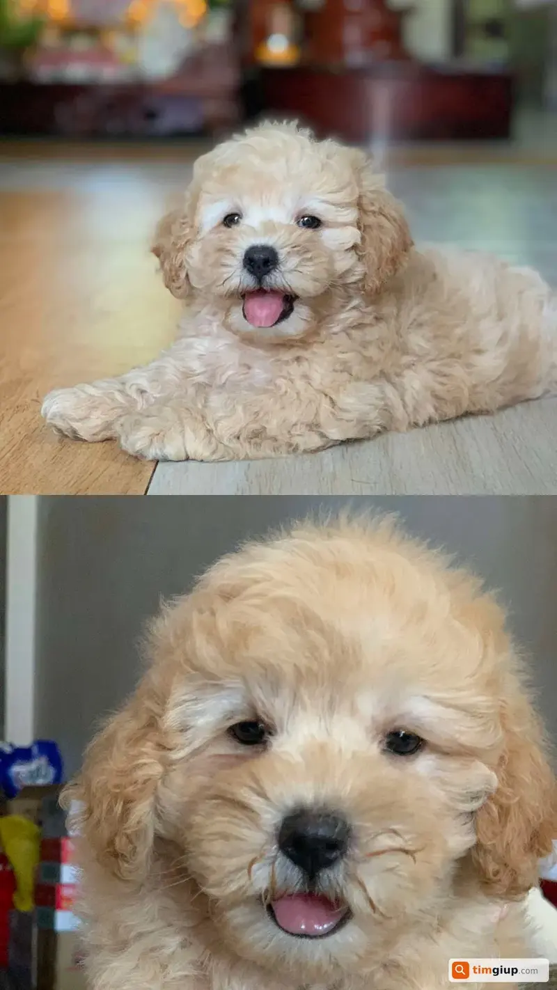 Tìm bé chó Poodle tên Sữa bị lạc tại Rạch Giá, Kiên Giang