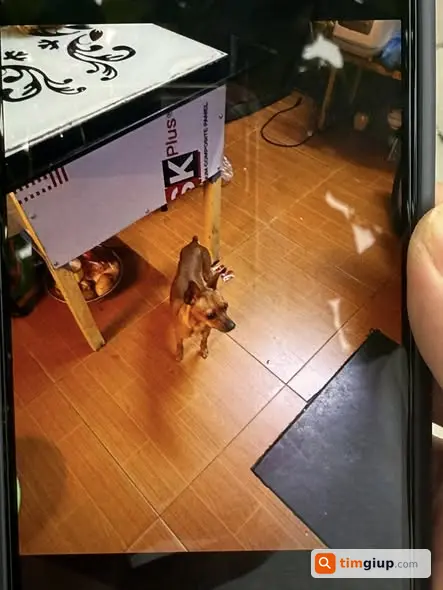 Tìm chó Phốc hươu lông vàng tên Ken lạc tại Nhổn