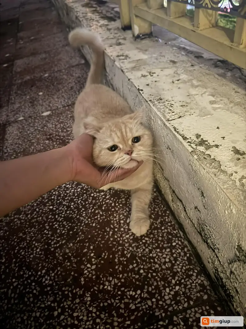 Tìm mèo Anh lông ngắn màu vàng tên Bối lạc tại Bình Tân, TP.HCM