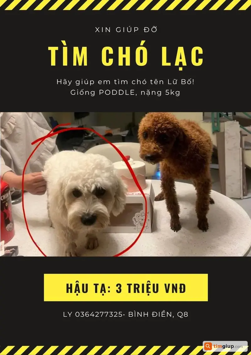 Tìm chú chó Poodle màu trắng tên Lữ Bố thất lạc tại Quận 8, TP.HCM