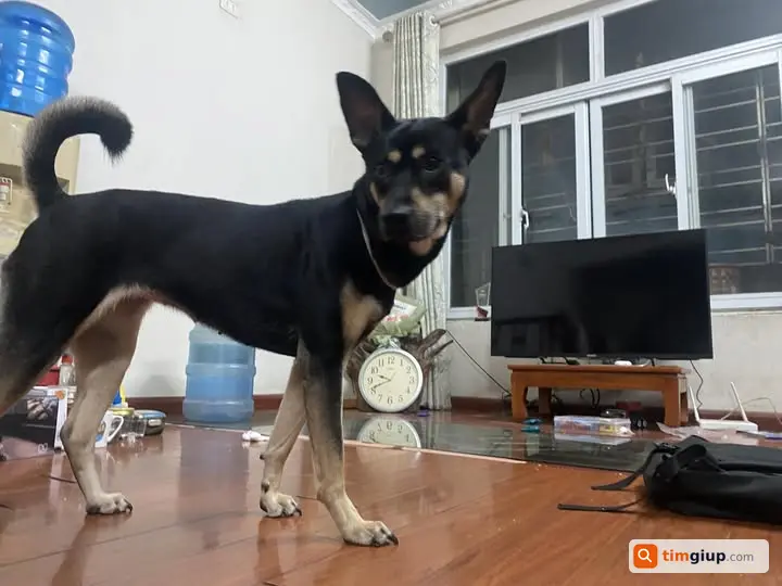 Tìm chó thất lạc khu vực Văn Quán, Hà Đông