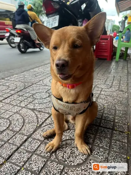 Tìm chó LUCKY lạc tại đường Nguyễn Thanh Tuyền, TP.HCM