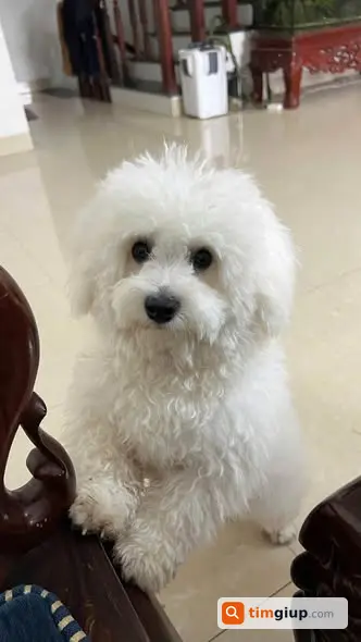 Tìm Chó Poodle Thất Lạc Tại Miếu Đồng Cầu, Quốc Oai, Hà Nội