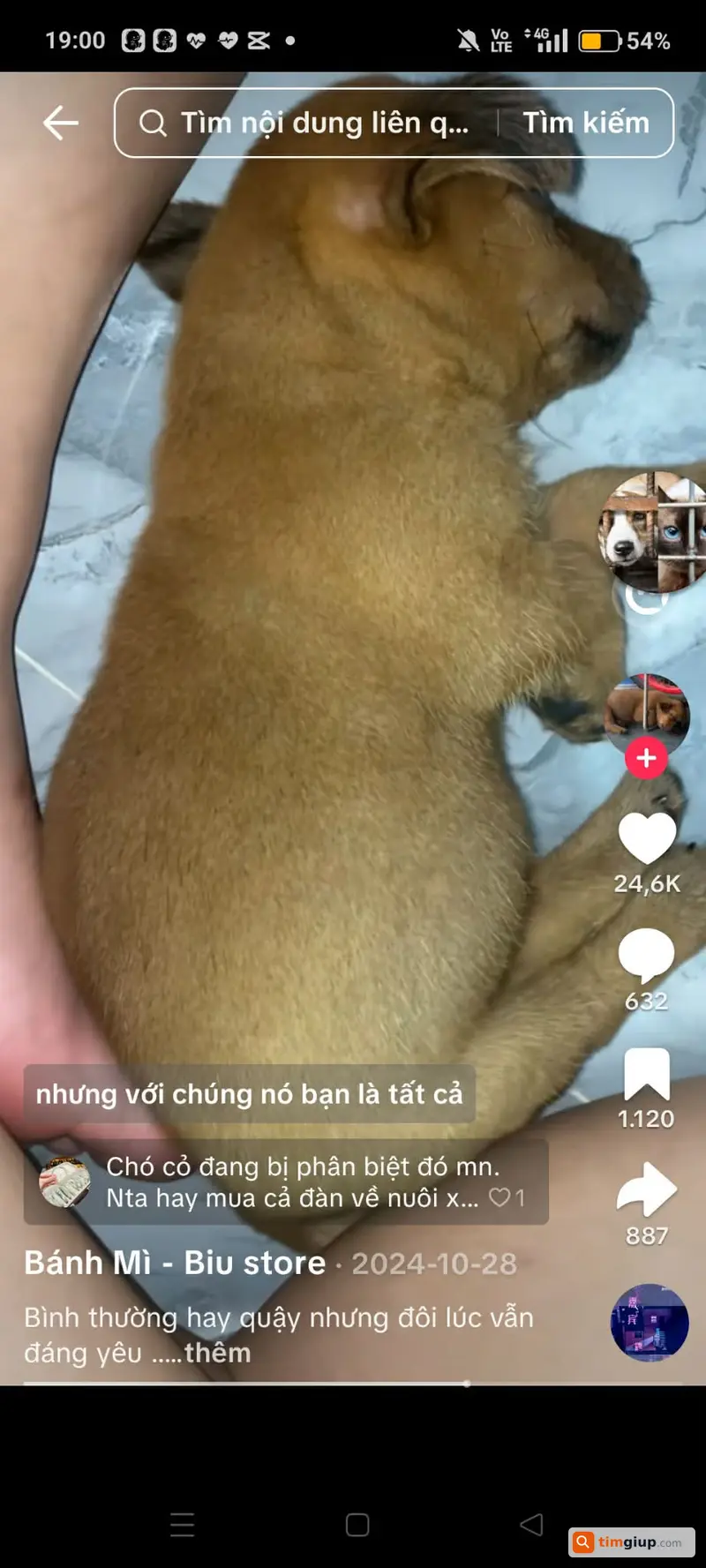 Tìm chó ta lông vàng đuôi đen thất lạc tại Tân Tây Long An