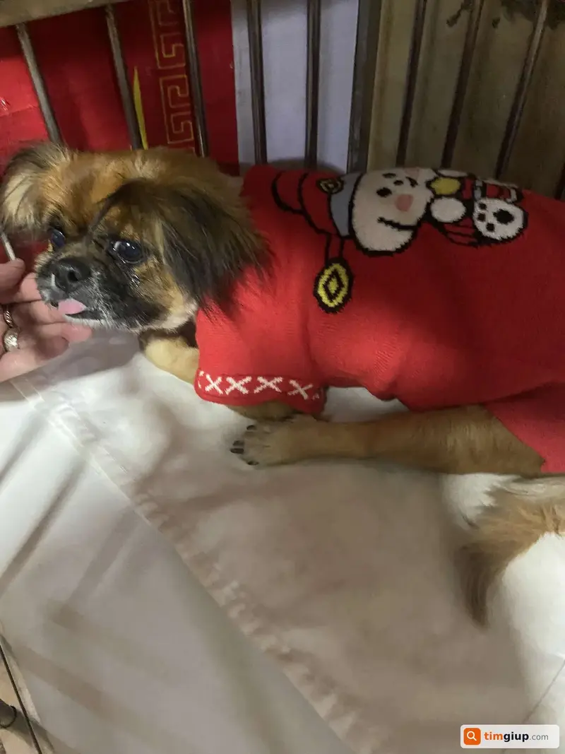 Tìm chú chó Phốc lai Bắc Kinh thất lạc tại Ngô Quyền, Hải Phòng