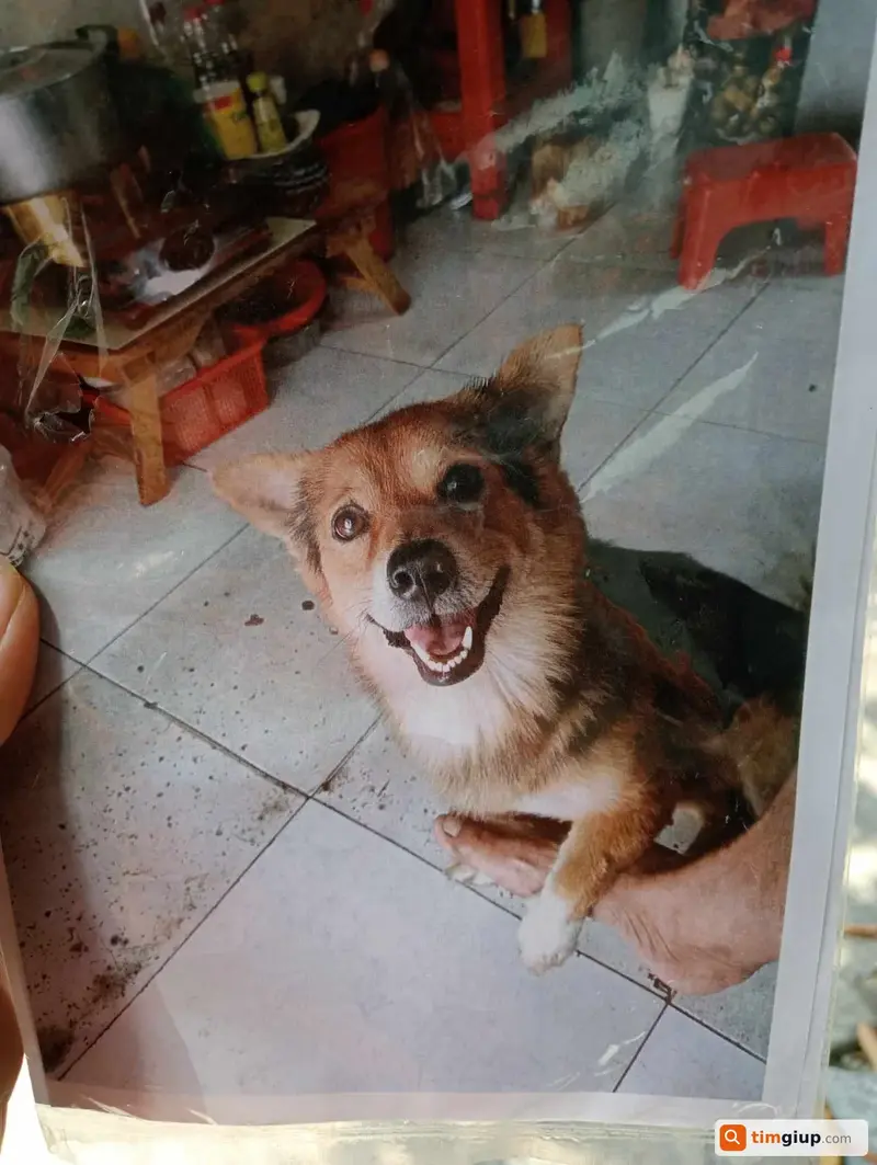 Tìm chó lạc tên Lucky tại Quận 6, TP. Hồ Chí Minh