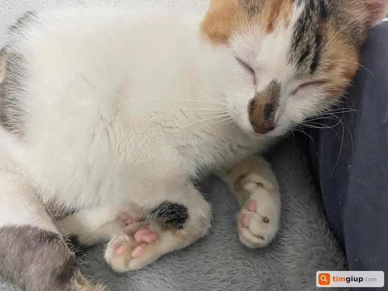 Tìm mèo cái tên Sa thất lạc tại khu vực Hóc Môn, Quận 12, TP.HCM