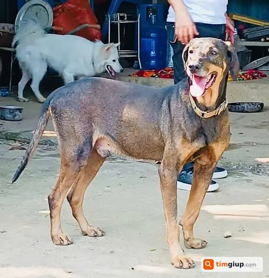 Tìm chó đen thất lạc, liên hệ 0969891382