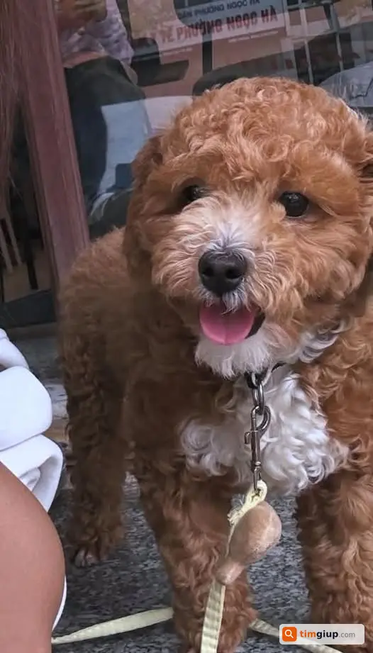 Tìm Chó Poodle Nâu Tên Đậu Thất Lạc Tại Phạm Văn Đồng