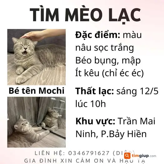 Tìm mèo ALN lạc tại đường Trần Mai Ninh, Tân Bình TP.HCM
