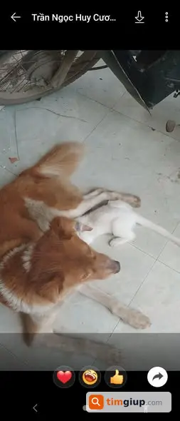 Tìm Chó Thất Lạc Đang Mang Bầu Tại Đường Phan Bá Vành, Cầu Diễn