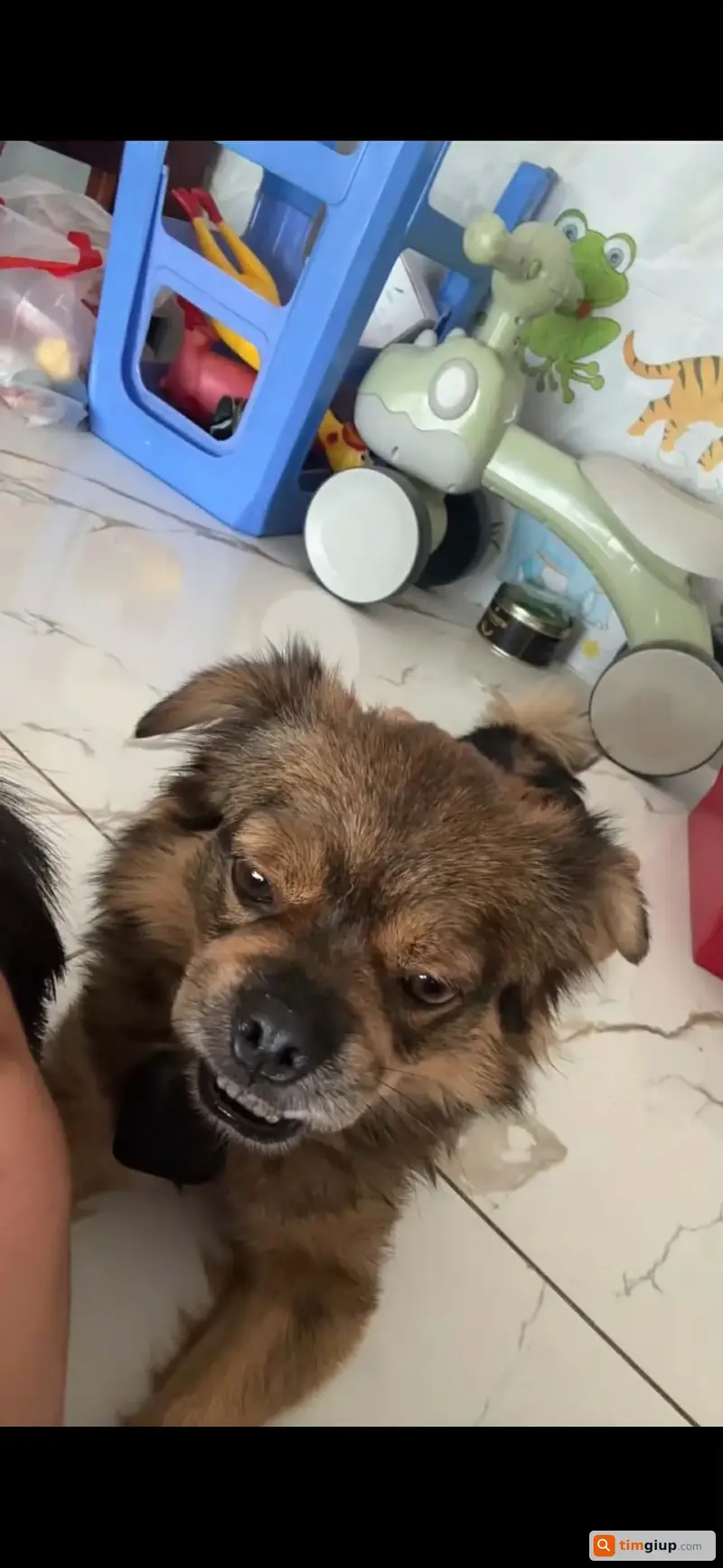 Tìm chó lạc tên Coca tại khu vực Thuận An, Bình Dương