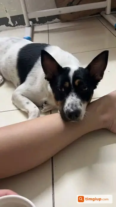 Chó Sữa Lông Trắng Pha Đen Thất Lạc Tại Hóc Môn, Tp.hcm