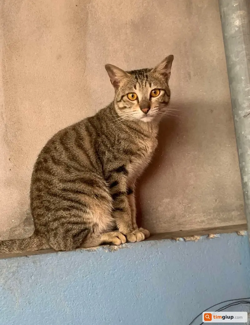 Tìm chuộc 4 bé mèo bị mất tại Đan Phượng, Hà Nội