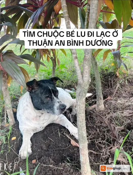 Tìm chó Lu màu trắng đốm đen lạc tại Thuận An Bình Dương