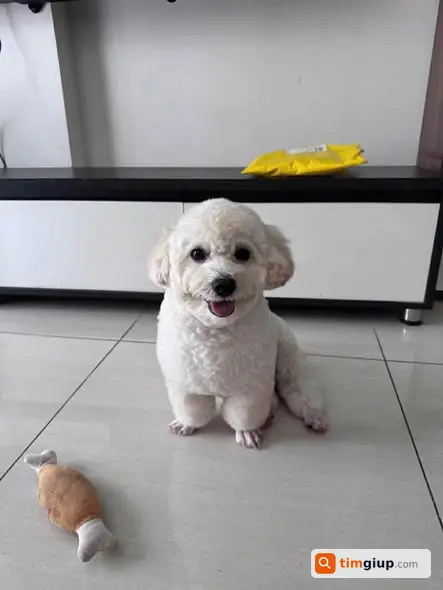 Tìm chó Poodle lạc tại Ocean Park, tòa S209 Hà Nội