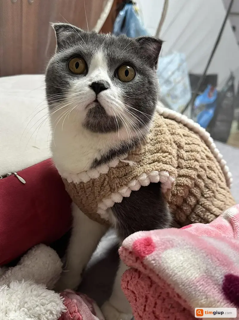 Tìm mèo Anh tai cụp lửng bị lạc tại Hà Đông, Hà Nội