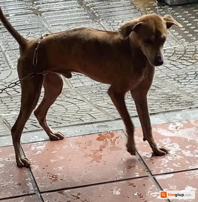 Tìm chó Phú Quốc đực màu vàng nâu lạc tại Ngự Bình, Huế