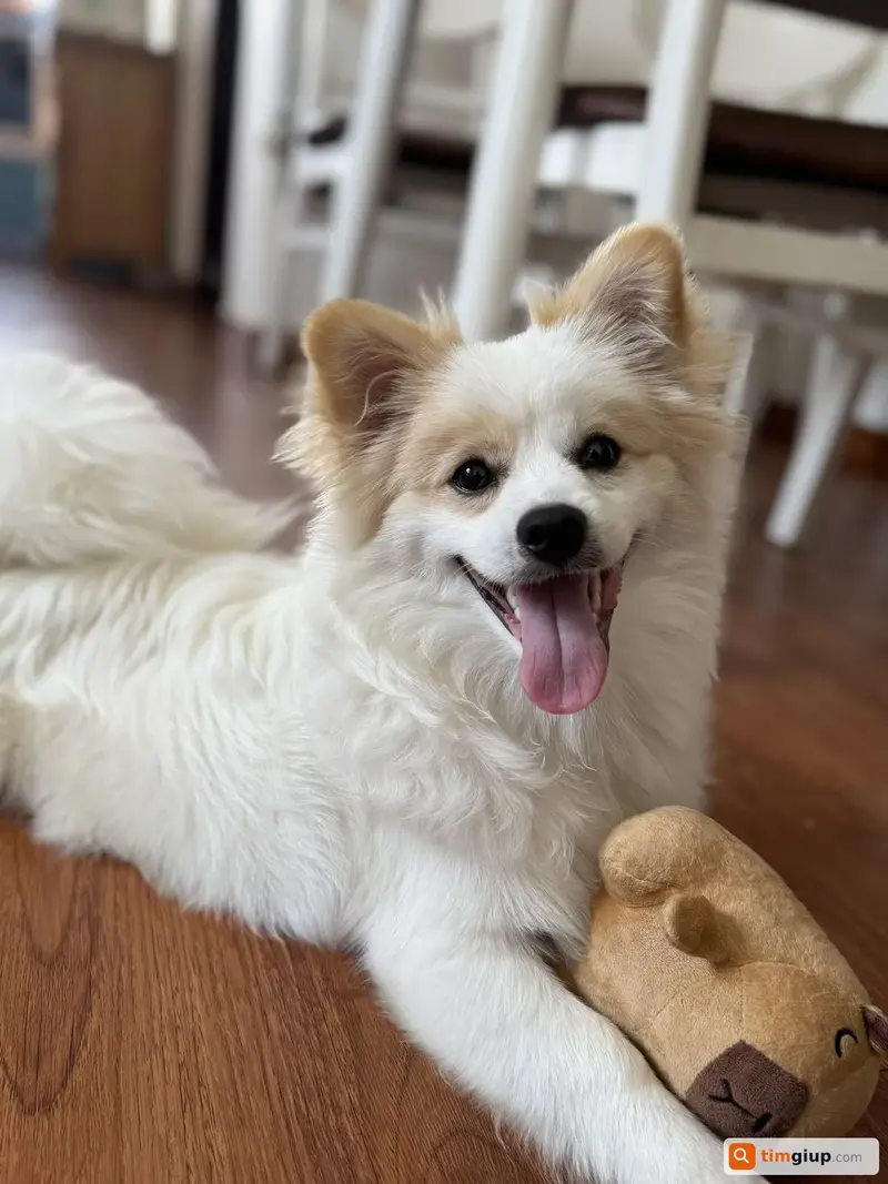 Tìm chó Phóc Sóc lai tên Sữa thất lạc tại Quận 7, Nhà Bè