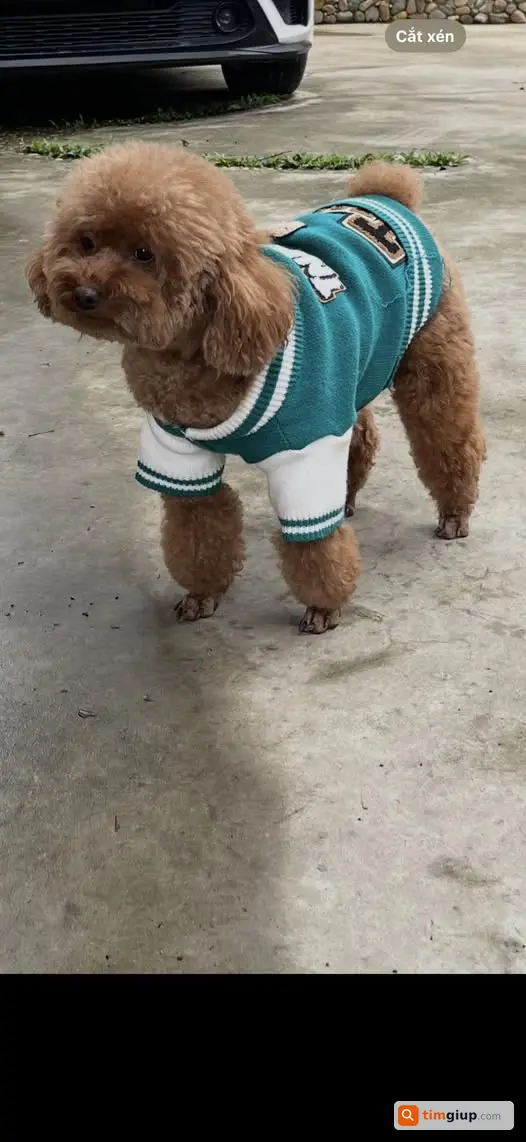 Tìm chó Poodle nâu lạc tại xã Xuân Lũng, Phú Thọ