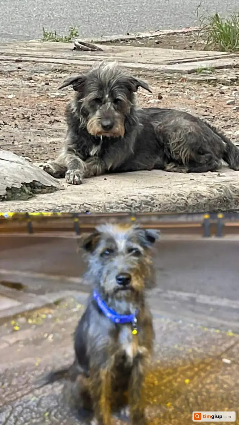 Tìm bé chó tên Franky thất lạc tại Quận 1, TP.HCM