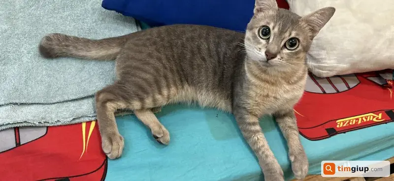 Tìm mèo mướp tên Mít bị lạc tại Quận Bình Thạnh, TP.HCM