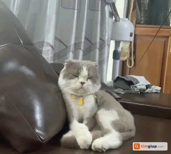 Tìm mèo Anh lông ngắn tên Xôi lạc tại Kiến Hưng, Hà Đông