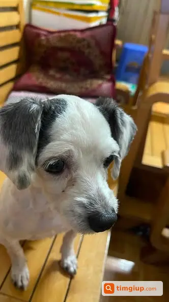 Tìm Chó Poodle Lai Tên Sữa Lạc Tại Phố Chùa Quỳnh