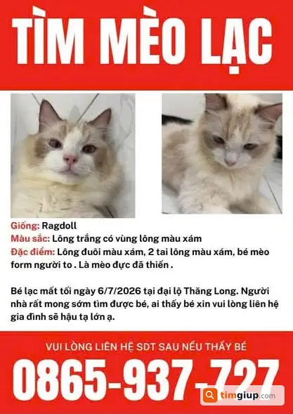 Tìm Mèo Đực Thất Lạc Tại Đại Lộ Thăng Long