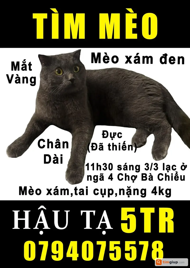 Tìm mèo Anh lông ngắn xám xanh tên Mon lạc tại Bình Thạnh, TP.HCM