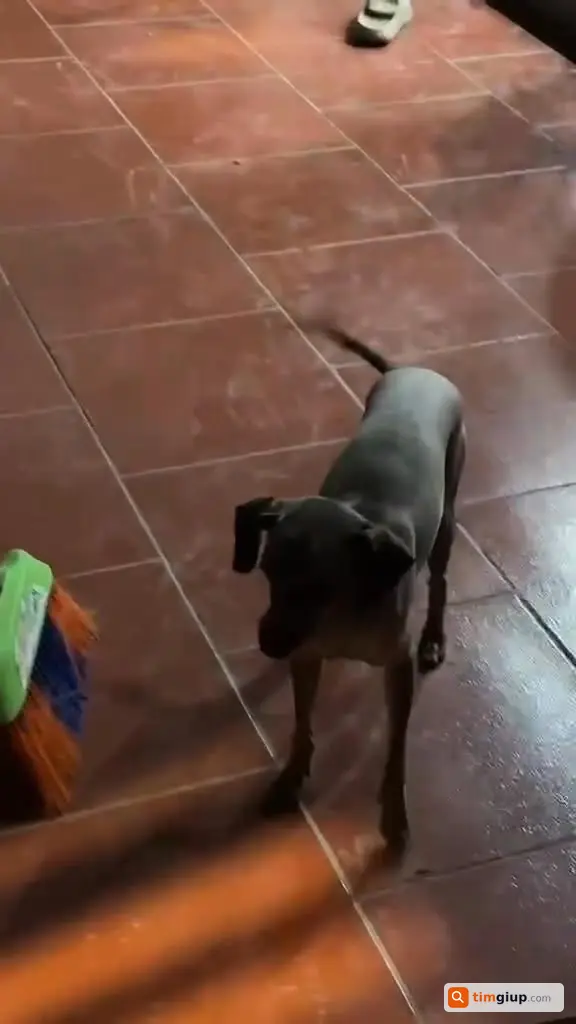 Tìm chó Poodle nâu tên Bon lạc làng Phú Xá, Hà Nội