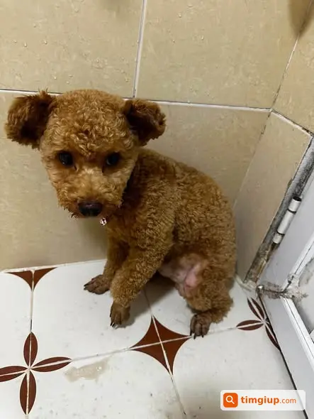 Chó Poodle Nâu Bị Lạc Tại Tố Hữu, Hà Nội Tìm Chủ