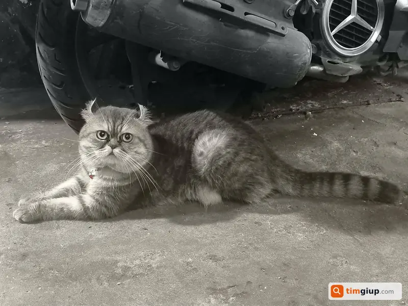 Tìm Mèo Anh Lông Ngắn Tommy Thất Lạc Gần Kho B Nhà Bè