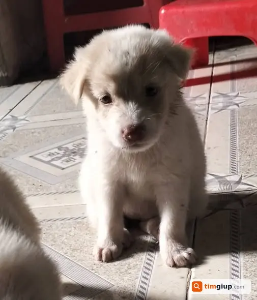 Tìm chó Poodle cái Tiểu Bảo lông trắng đốm vàng tại Dĩ An, Bình Dương