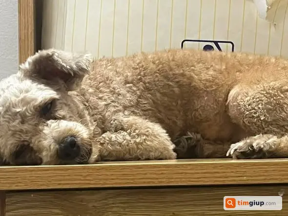 Tìm Chó Poodle Lông Vàng Mơ Thất Lạc Tại Linh Xuân, Thủ Đức