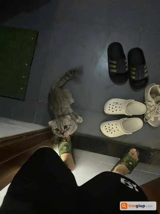 Tìm chủ cho mèo tai cụp lông ngắn lạc tại Cầu Giấy