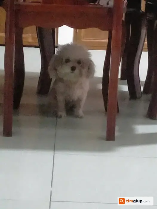 Tìm thú cưng Kem màu nâu nhạt lạc tại Chùa Láng, Hà Nội