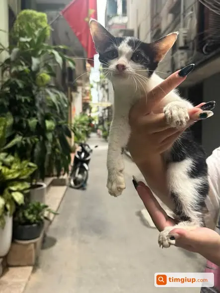 Mèo Được Cứu Ở Vincom Metropolis Cần Tìm Người Nhận Nuôi