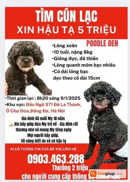 Tìm chó Poodle đen tên My lạc tại Đê La Thành Hà Nội