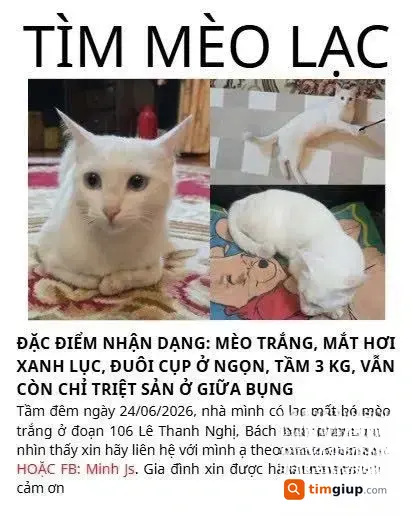 Tìm Mèo Trắng Tên Mao Thất Lạc Tại Lê Thanh Nghị, Hà Nội