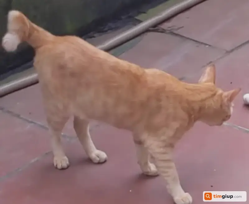 Tìm mèo lạc tên Nhỡ tại huyện Thanh Oai, Hà Nội