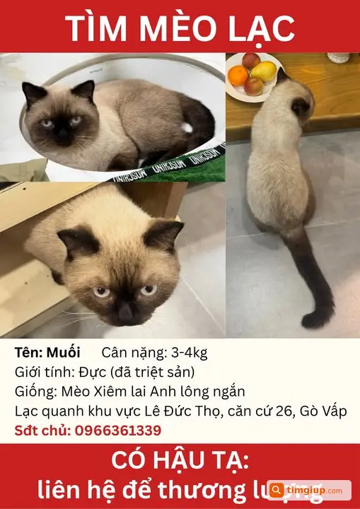 Mèo Xiêm Lai Anh Lông Ngắn Tên Muối Lạc Ở Gò Vấp