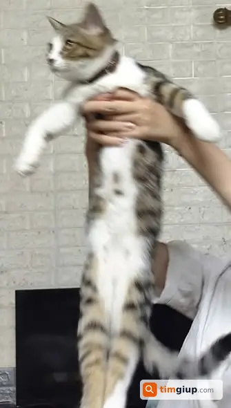Ảnh 4